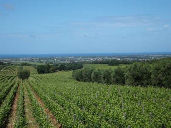 one of the vineyards of Ornellaia