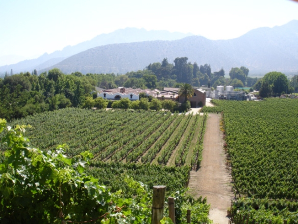 overlooking the vineyards of Errazuriz