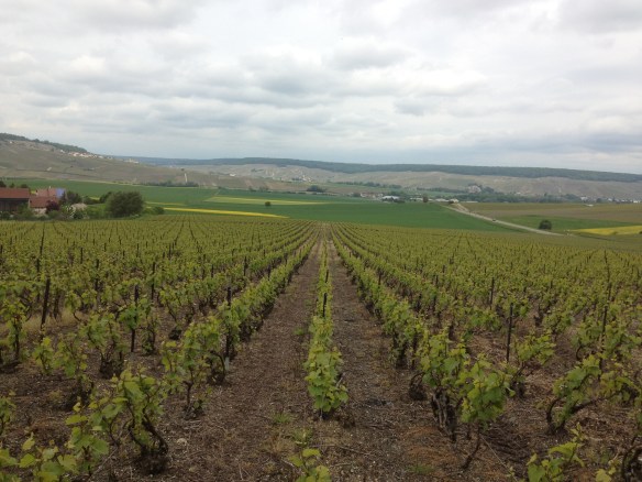 Champagne vineyards