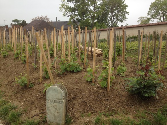 Bollinger St. Jacques Vineyard (pre Phylloxera)
