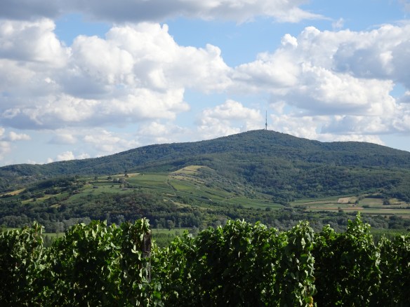 vineyards on Tokaj Hill