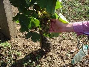 Gábor showing us a cluster with botrytised grapes